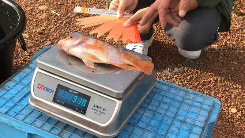 アスタキサンチンによるレッドティラピアの発色実験