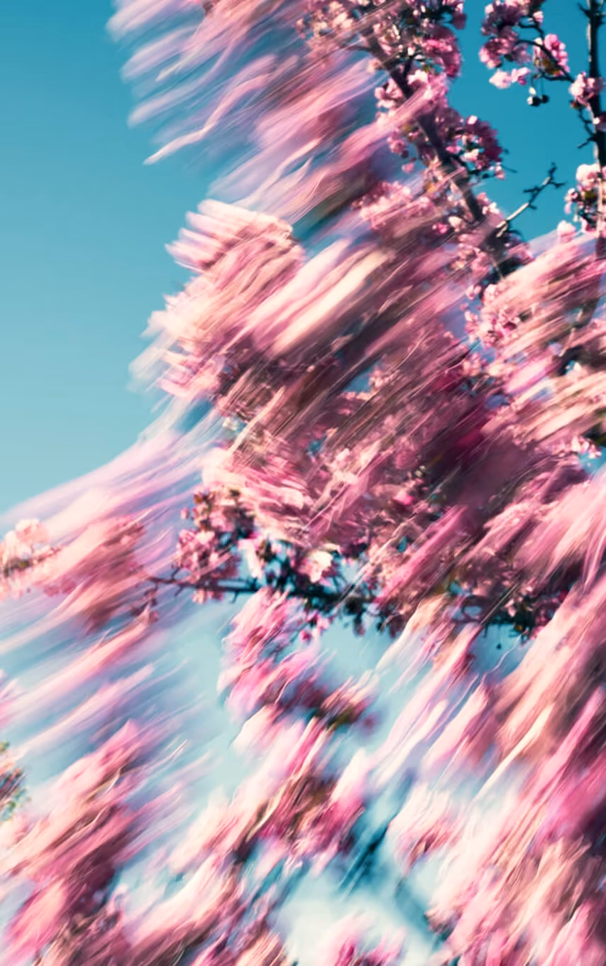 Blurred pink cherry blossom branches against a clear blue sky, creating a sense of motion.