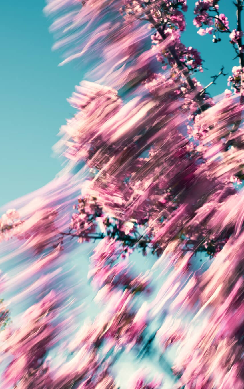 Blurred pink cherry blossom branches against a clear blue sky, creating a sense of motion.