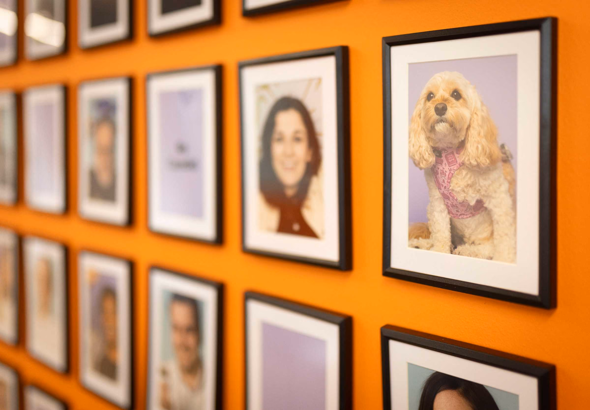 Wall with several framed photos hung in rows against an orange background, including close-up images of people and a dog wearing a pink harness.