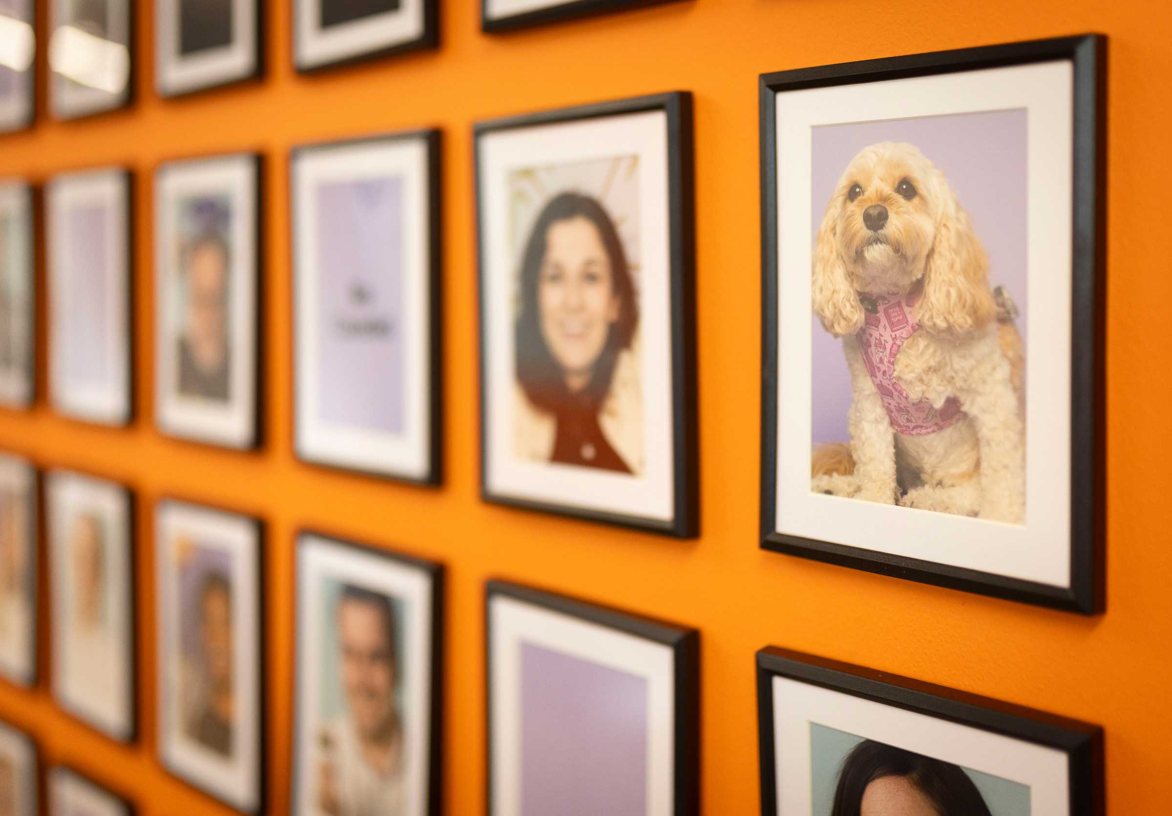 Wall with several framed photos hung in rows against an orange background, including close-up images of people and a dog wearing a pink harness.