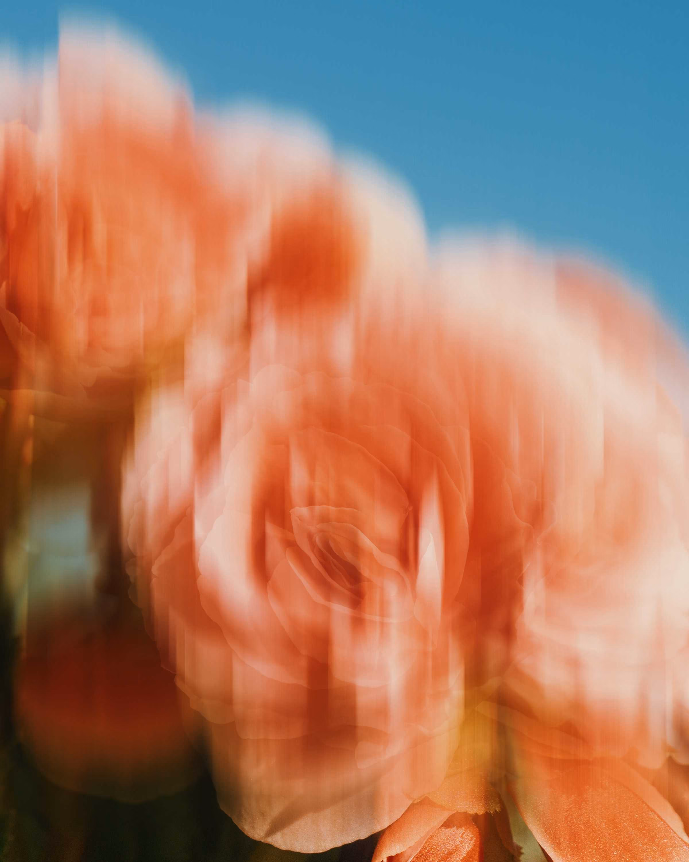 Abstract close-up of peach-colored roses with a vertical motion blur effect against a clear blue sky.