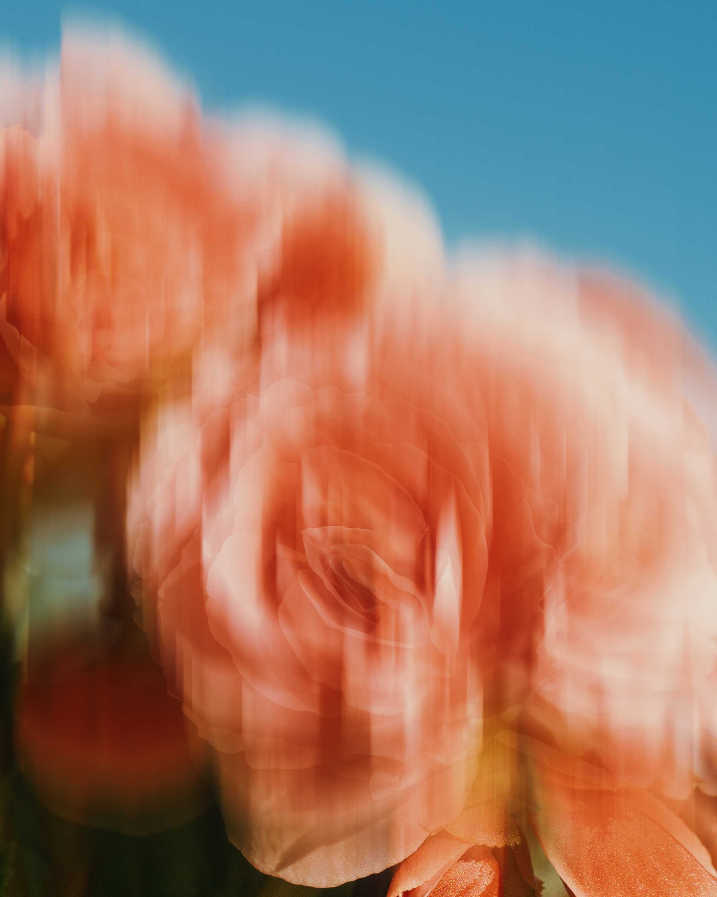 Abstract close-up of peach-colored roses with a vertical motion blur effect against a clear blue sky.