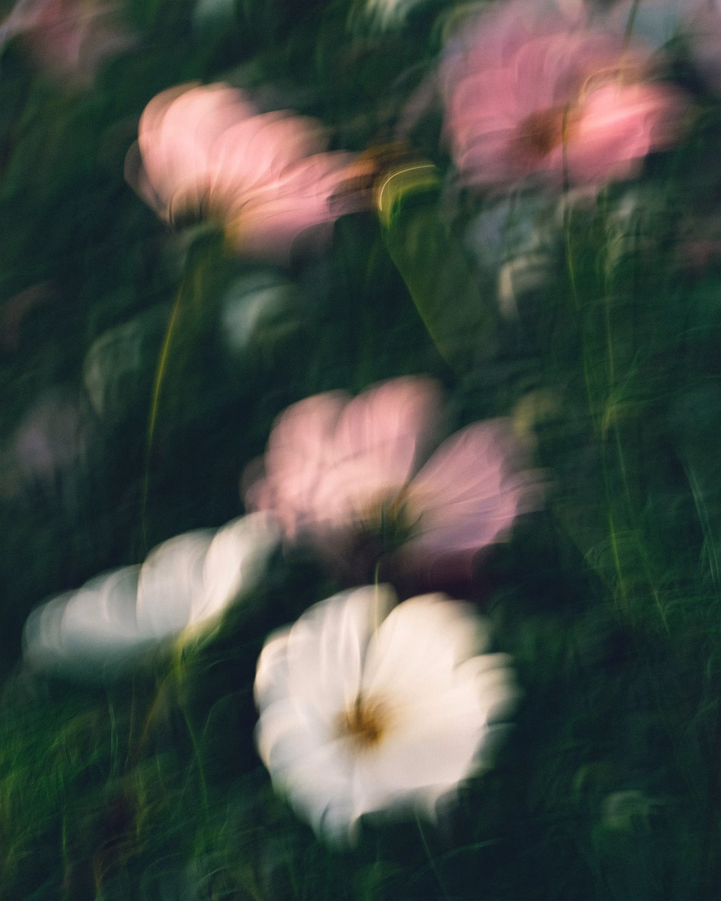 Blurry close-up of pink and white flowers with green leaves in the background.