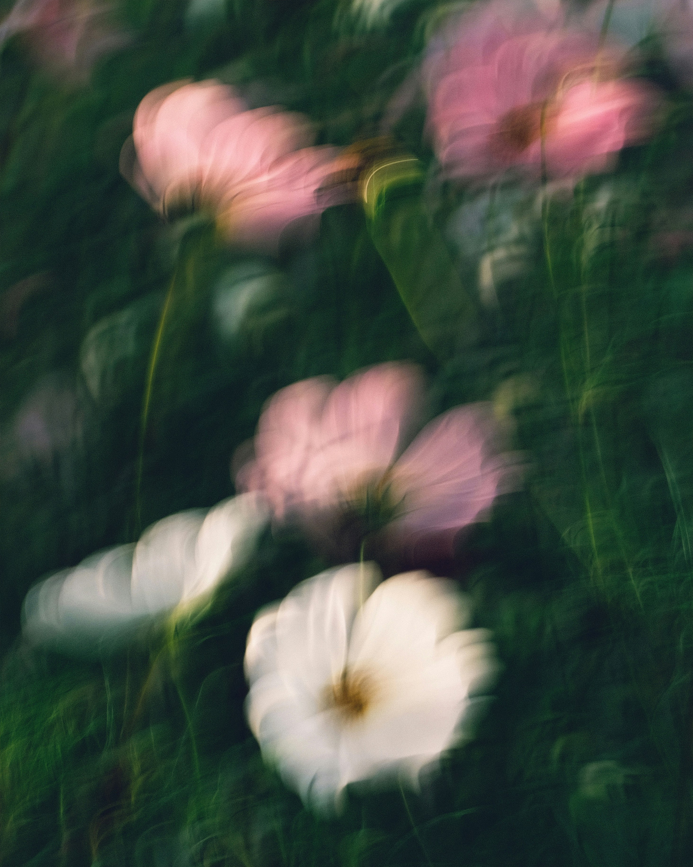 Blurry close-up of pink and white flowers with green leaves in the background.