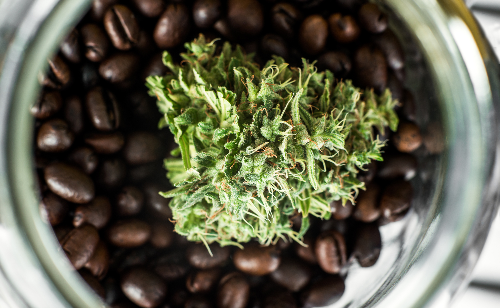 Workplace cannabis policy and drug testing employer guide