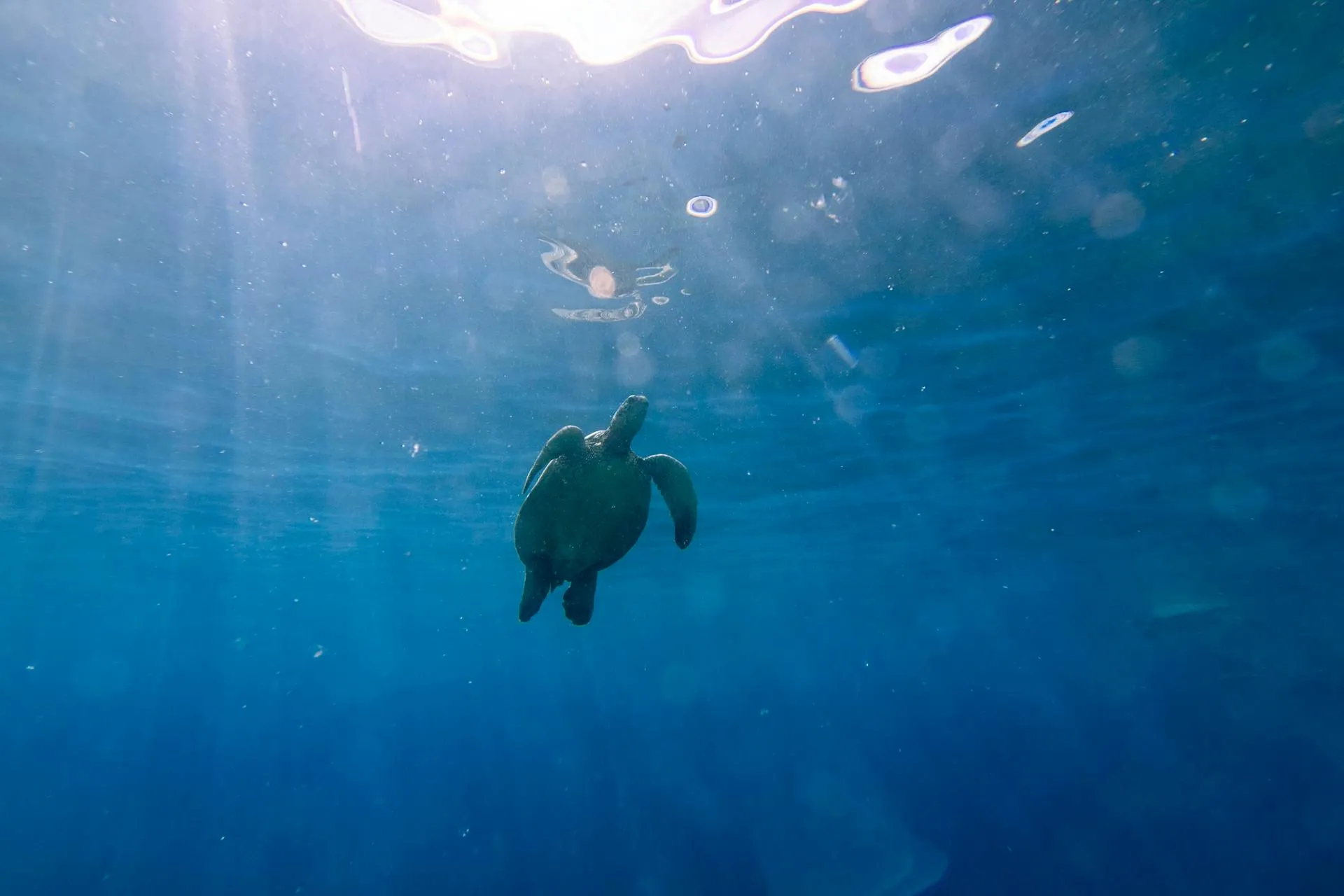 underwater turtle