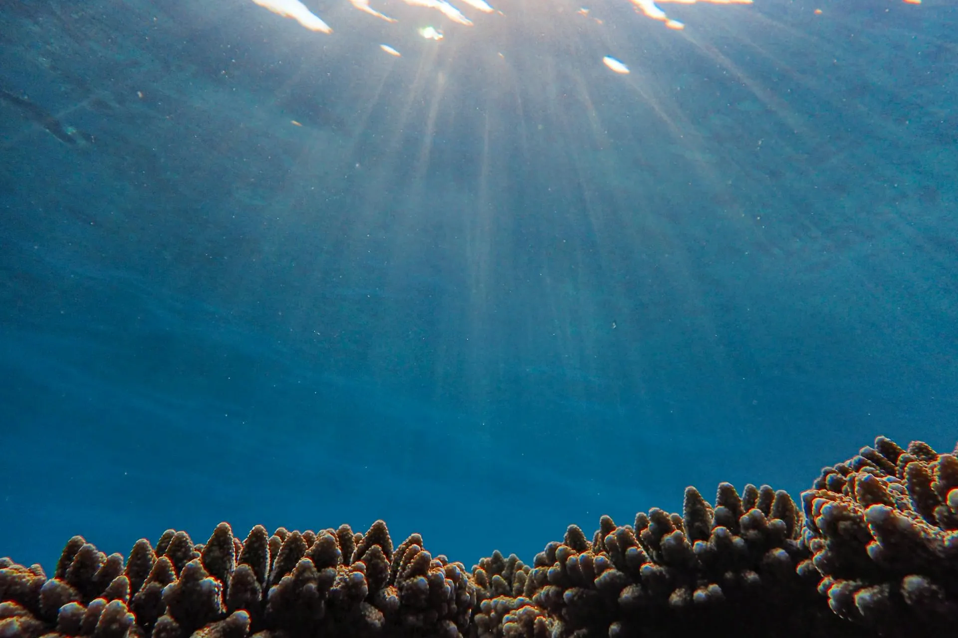 underwater marine