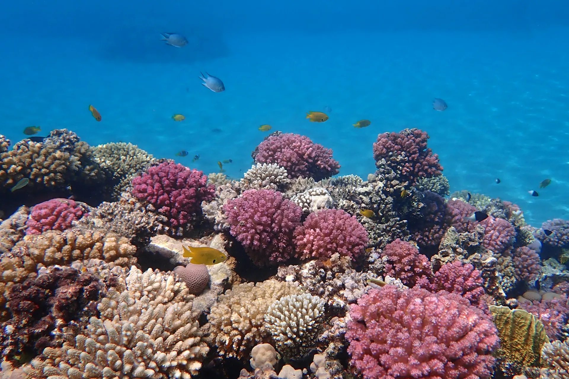 yellow and pink coral reef
