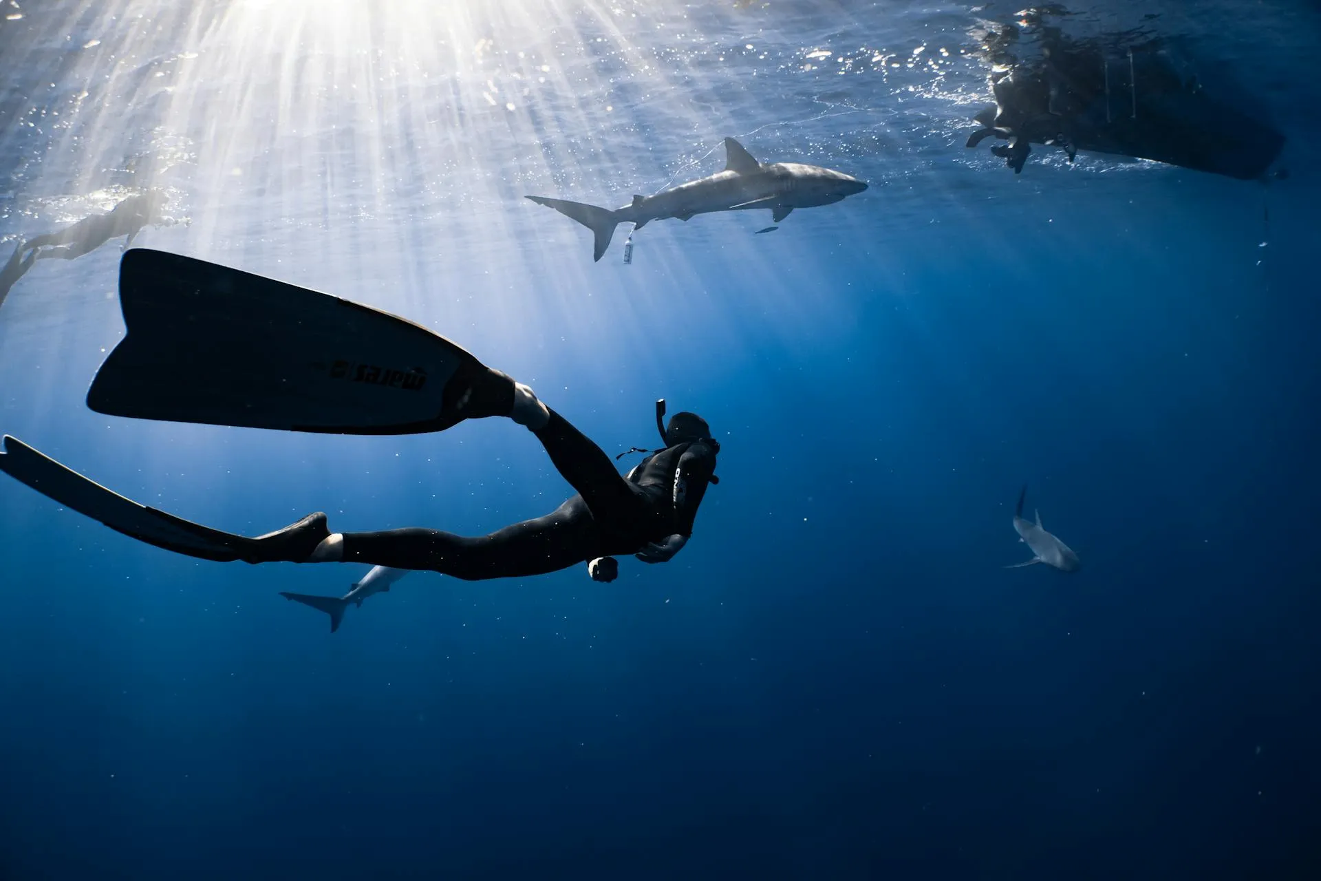 scuba divers