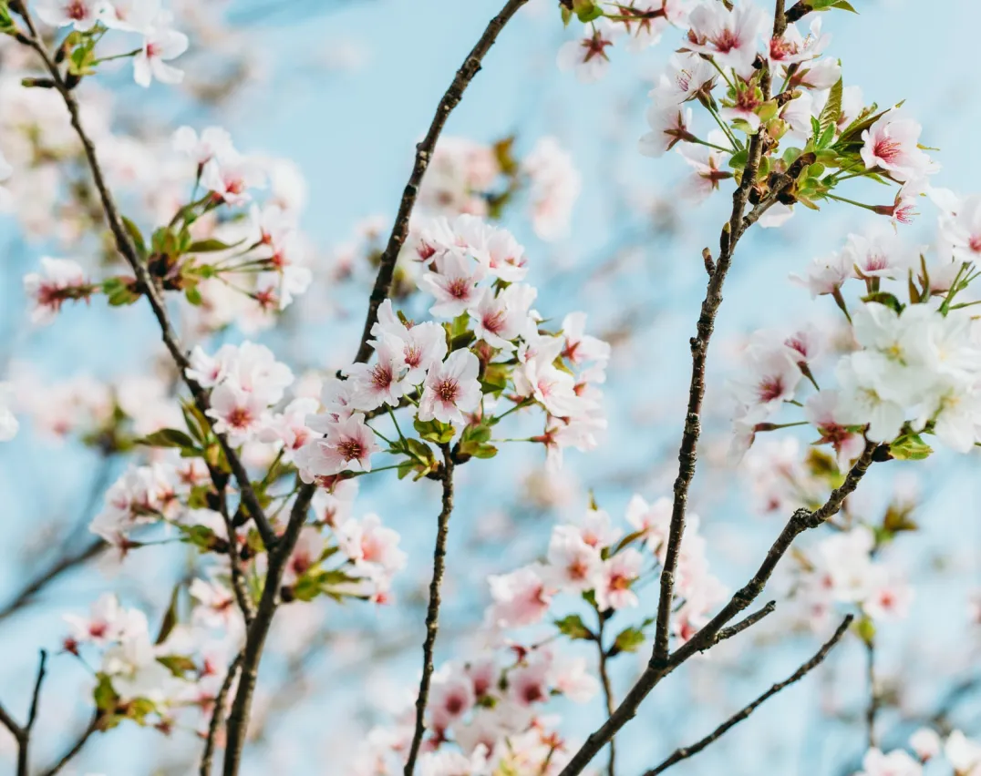 Cherry blossom flowering