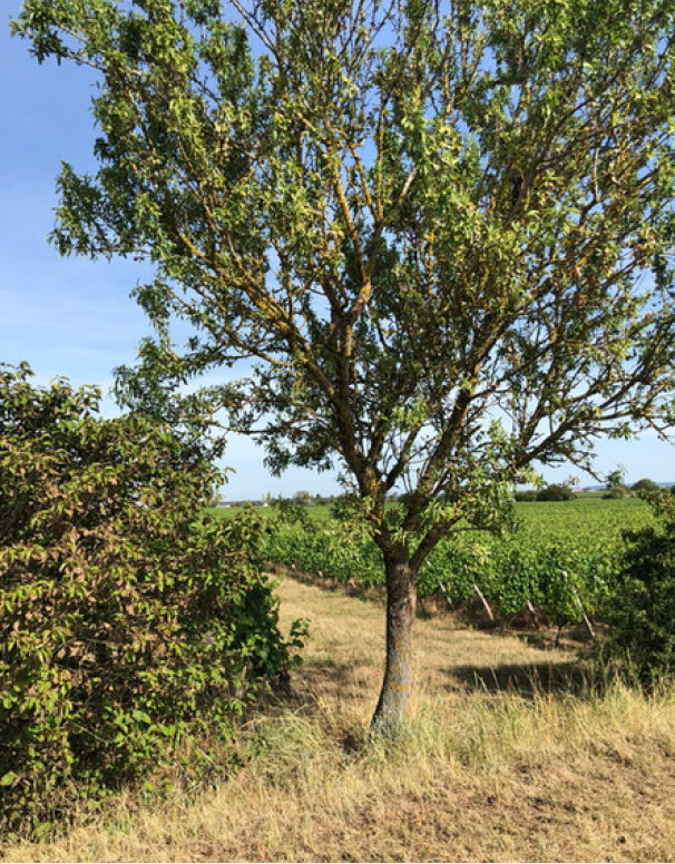 Arbre dans un champ