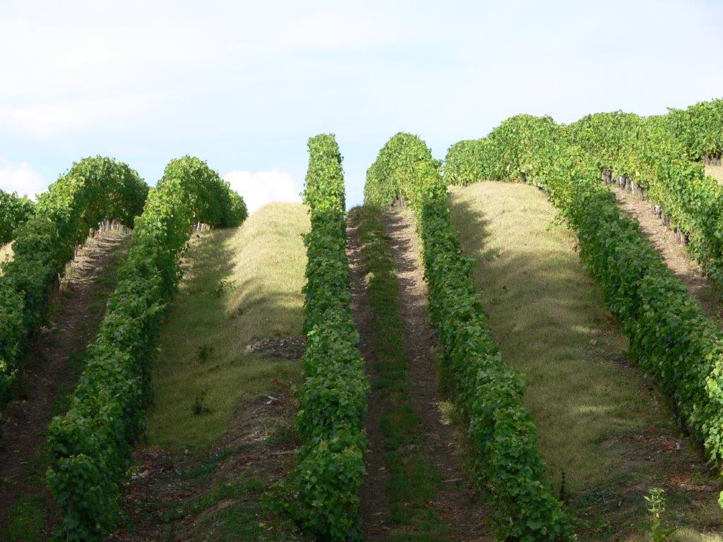 Vue de vignes en contre-plongée