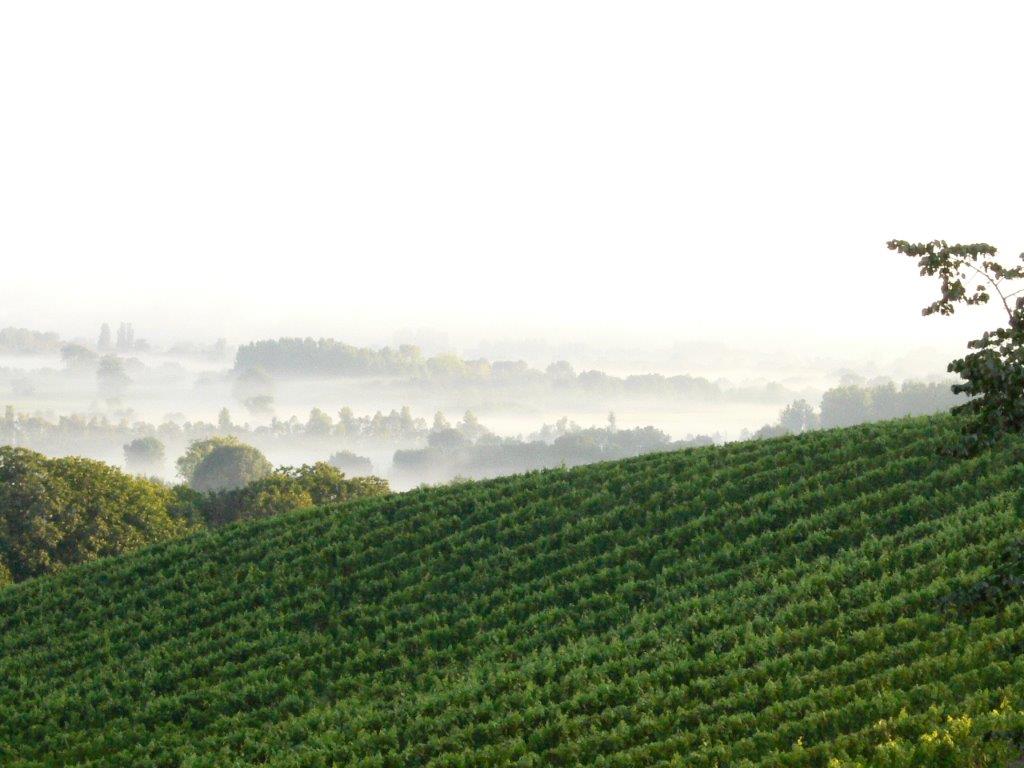 Anatole et Pierre goutant du raisin dans les vignes