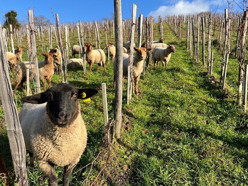 Des moutons dans un vignoble entre des rangées de piquets en bois sous un ciel bleu.
