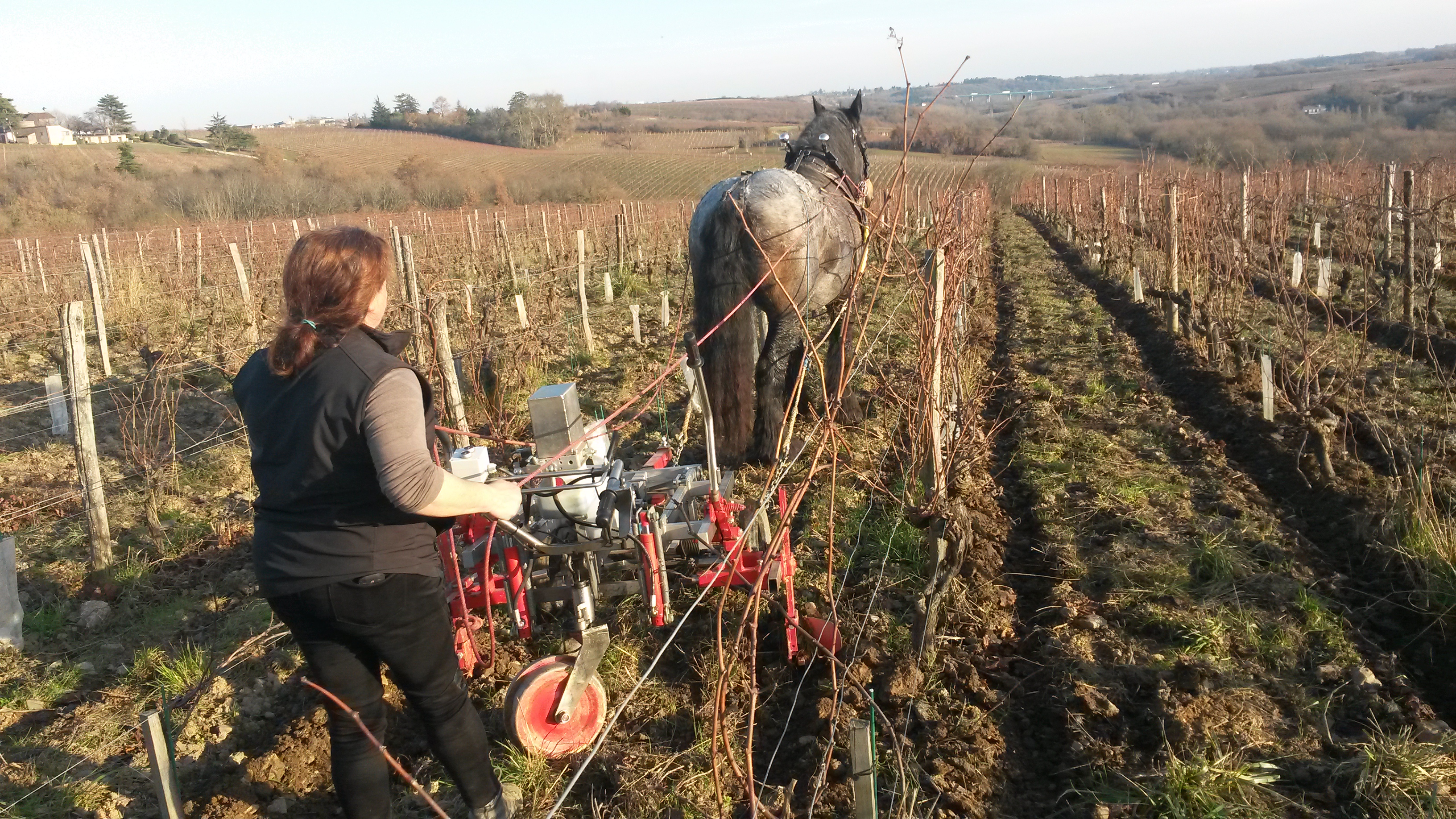 Travail au cheval