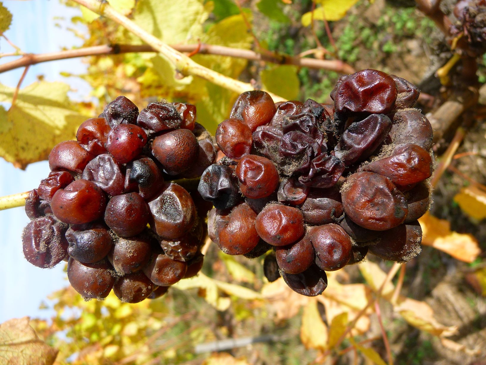 Gros plan sur un raisin dans une vigne