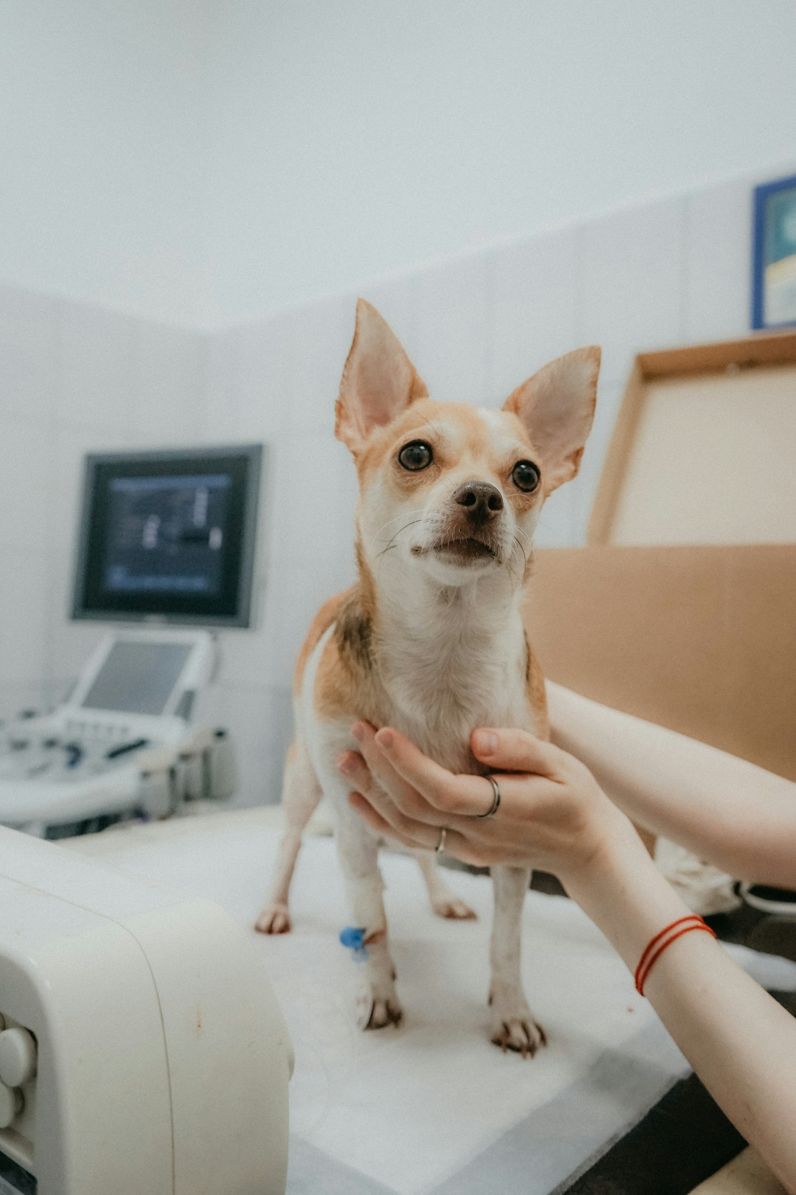 Rabies Titer Tests: Which Labs Are Recognized in Which Countries