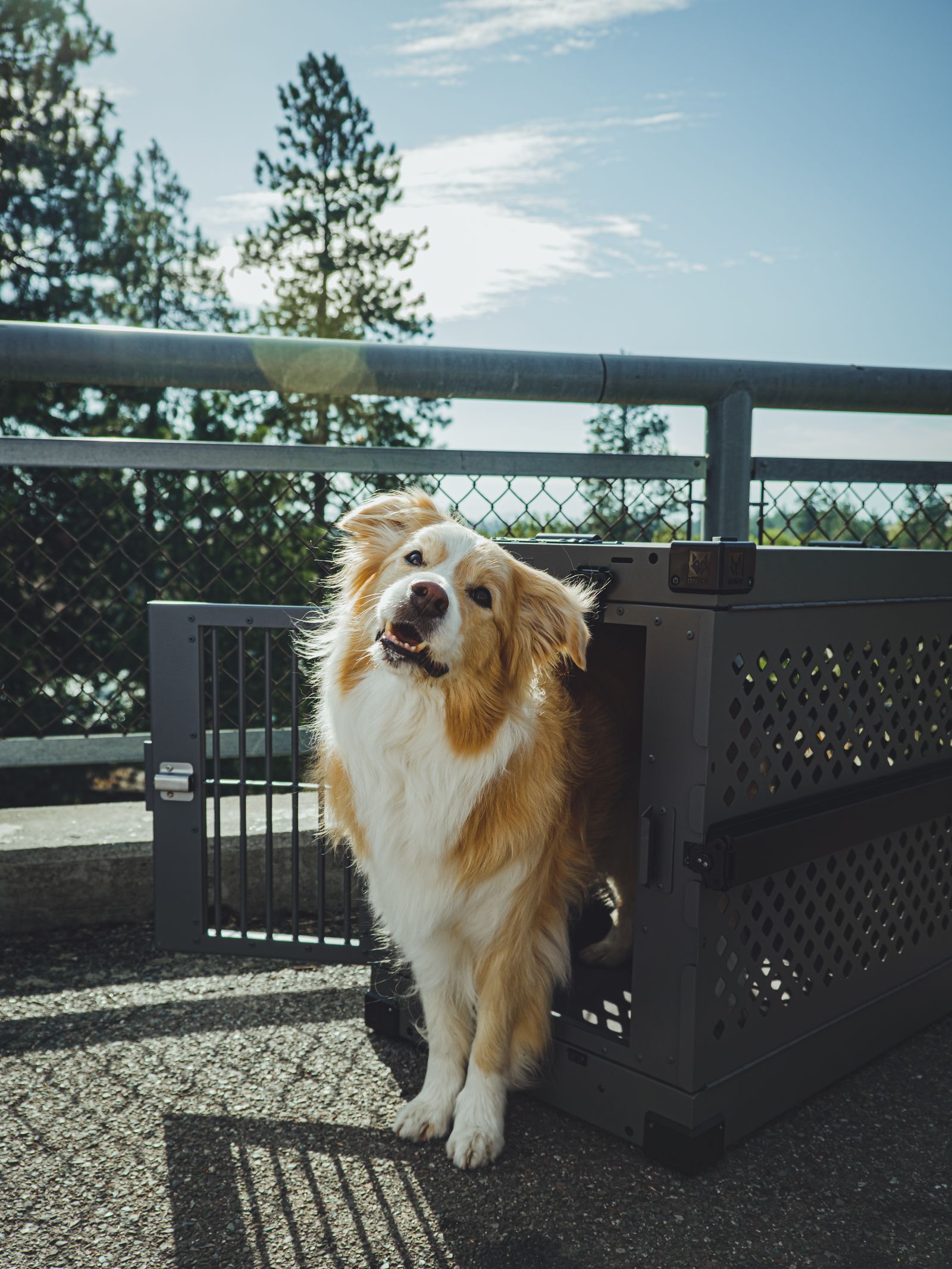What challenges do mobility teams face arranging pet air transportation for assignees?