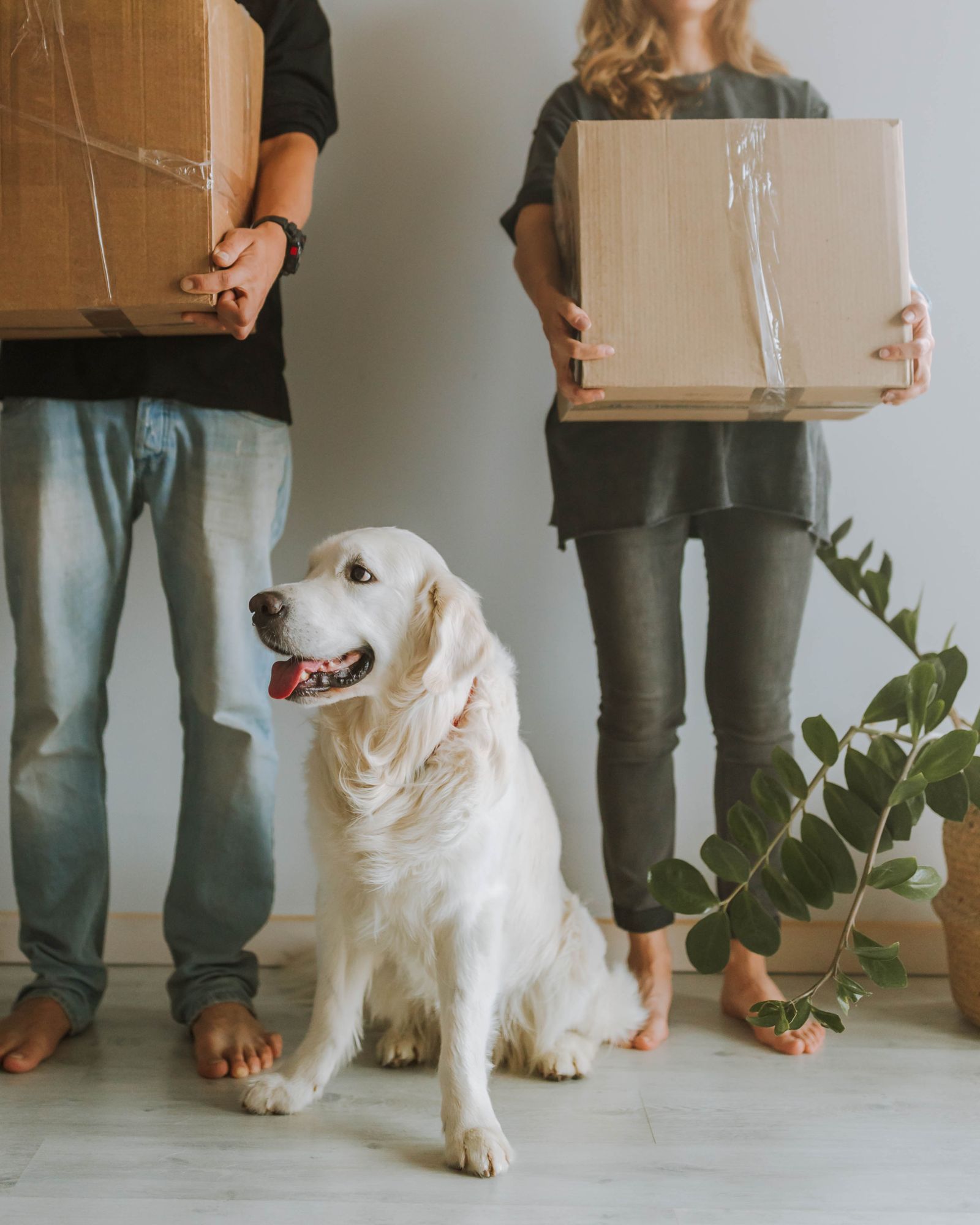 How do international pet shipping needs complicate global employee relocation programs?