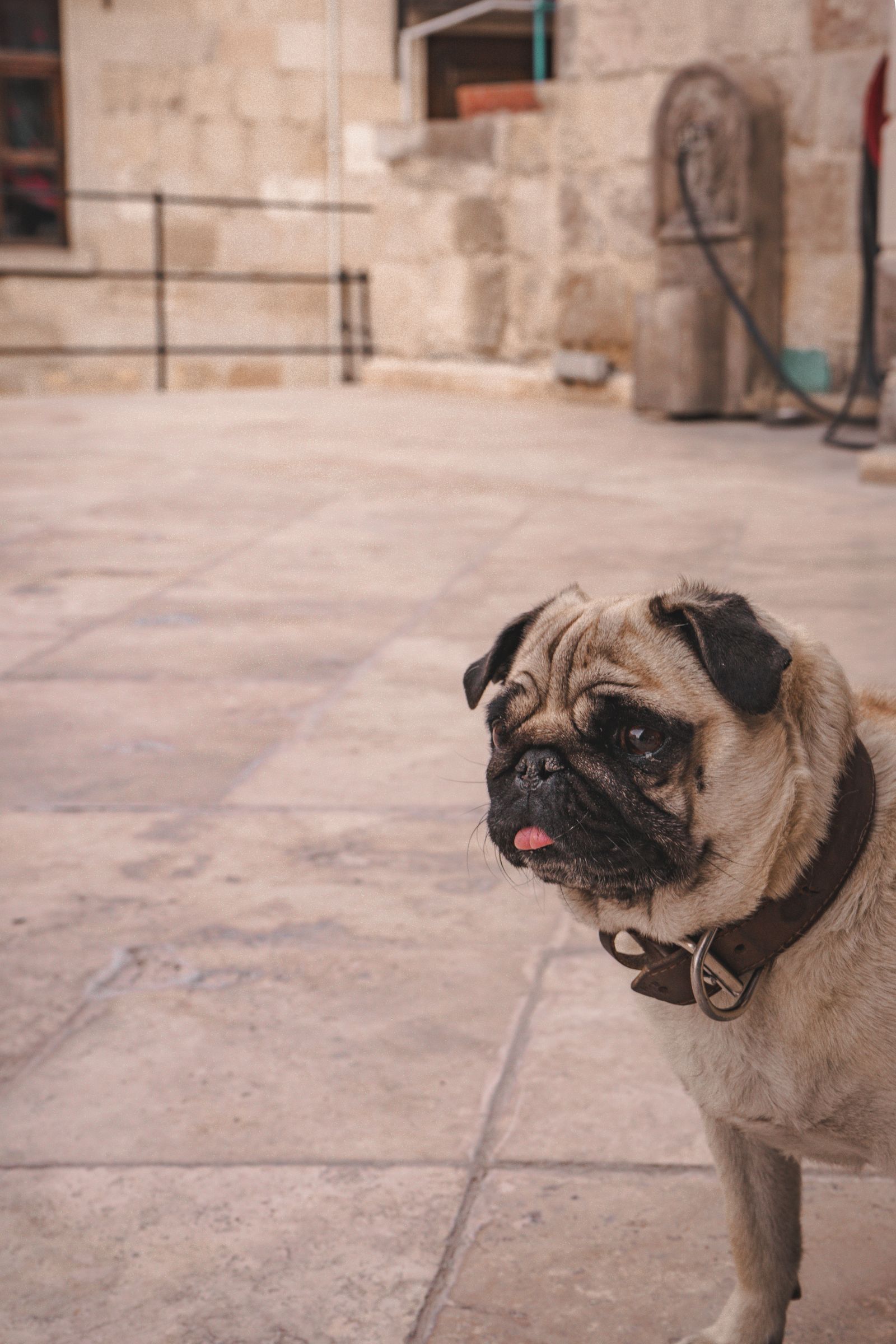 What breeds are banned or restricted by airlines for international pet transport?