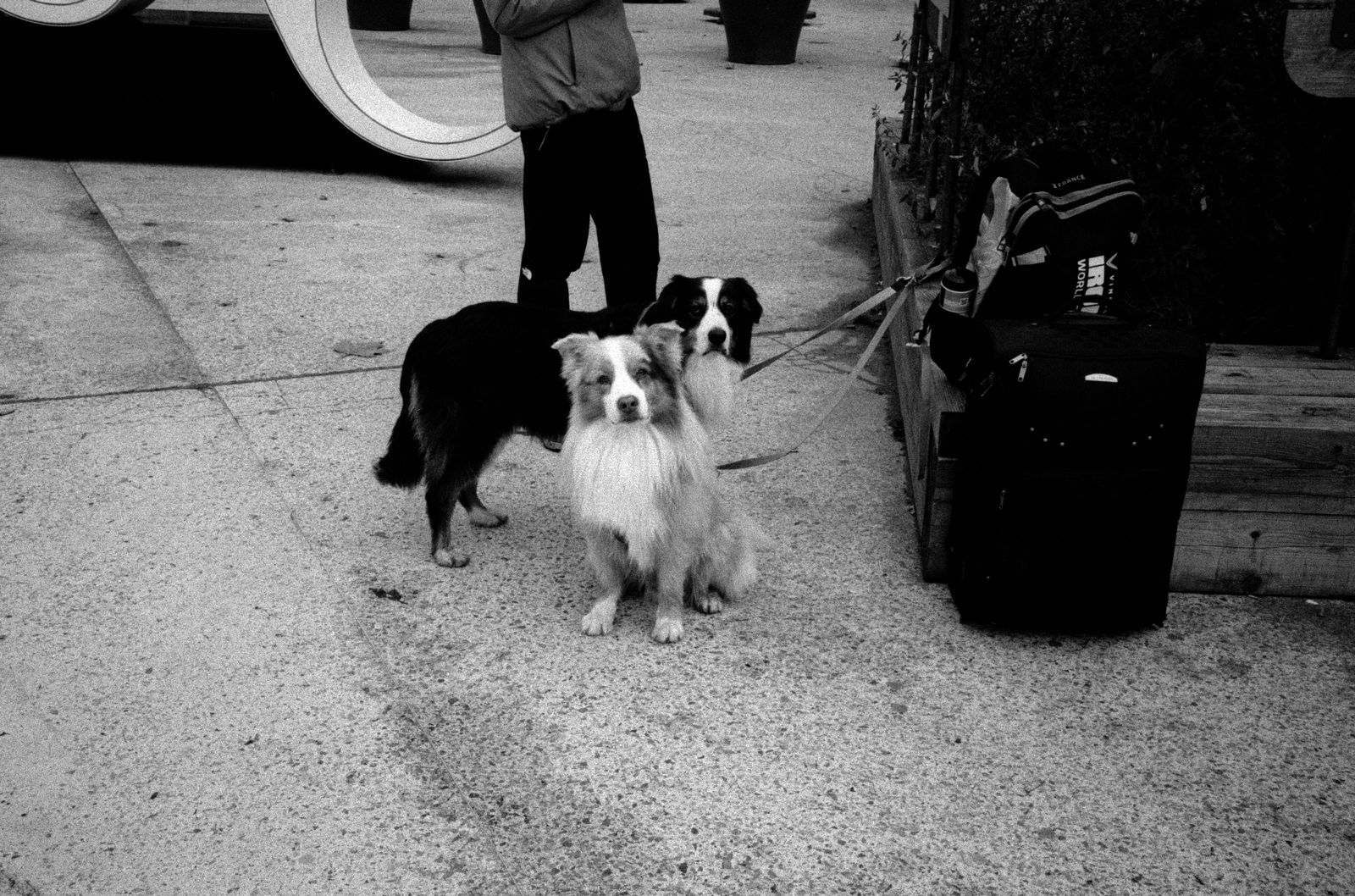 How Does a Pet Repatriation Clause Work If an International Assignment Ends Early?