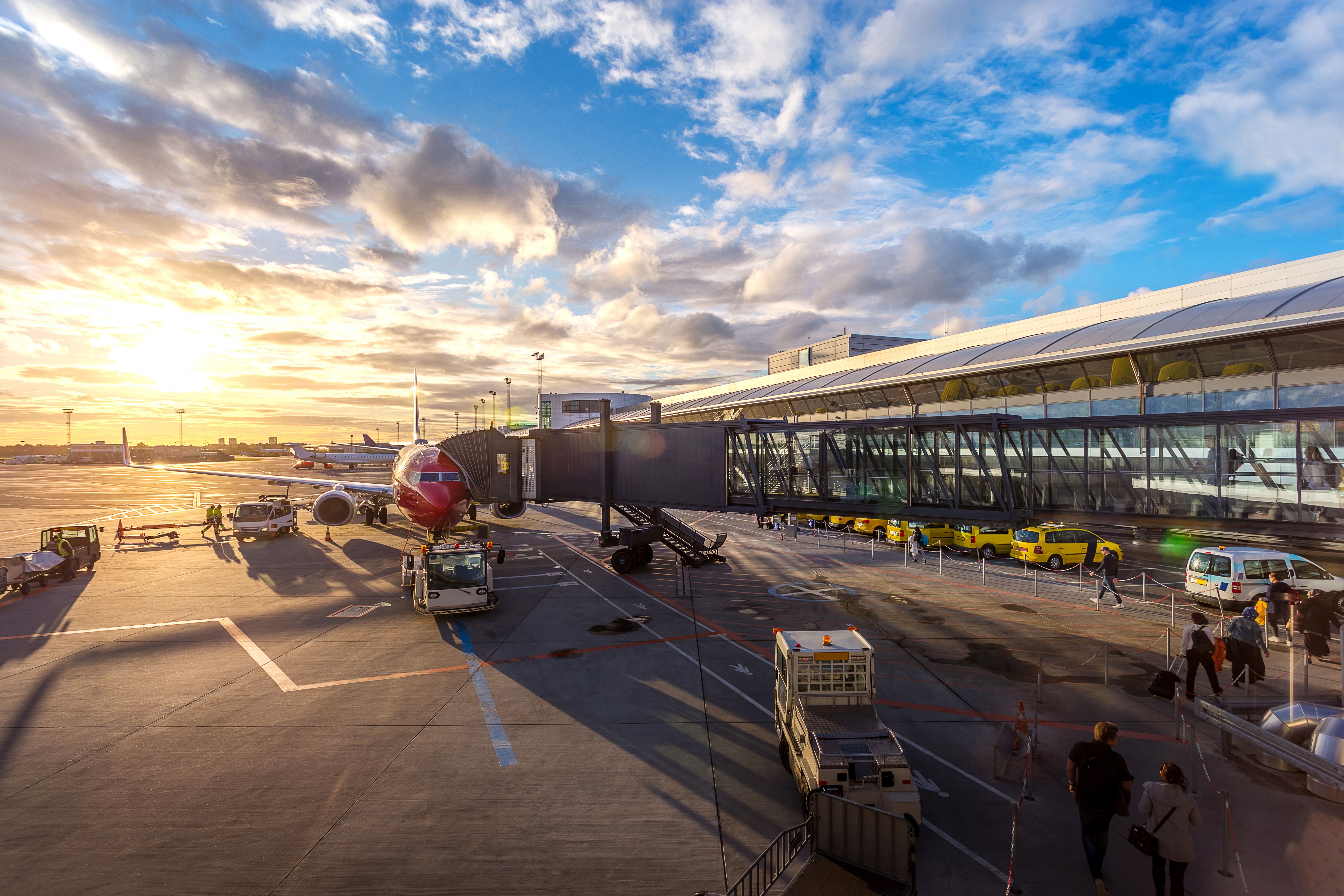 JAL vs ANA: Comparing Pet Cargo Programs for Moves to Japan