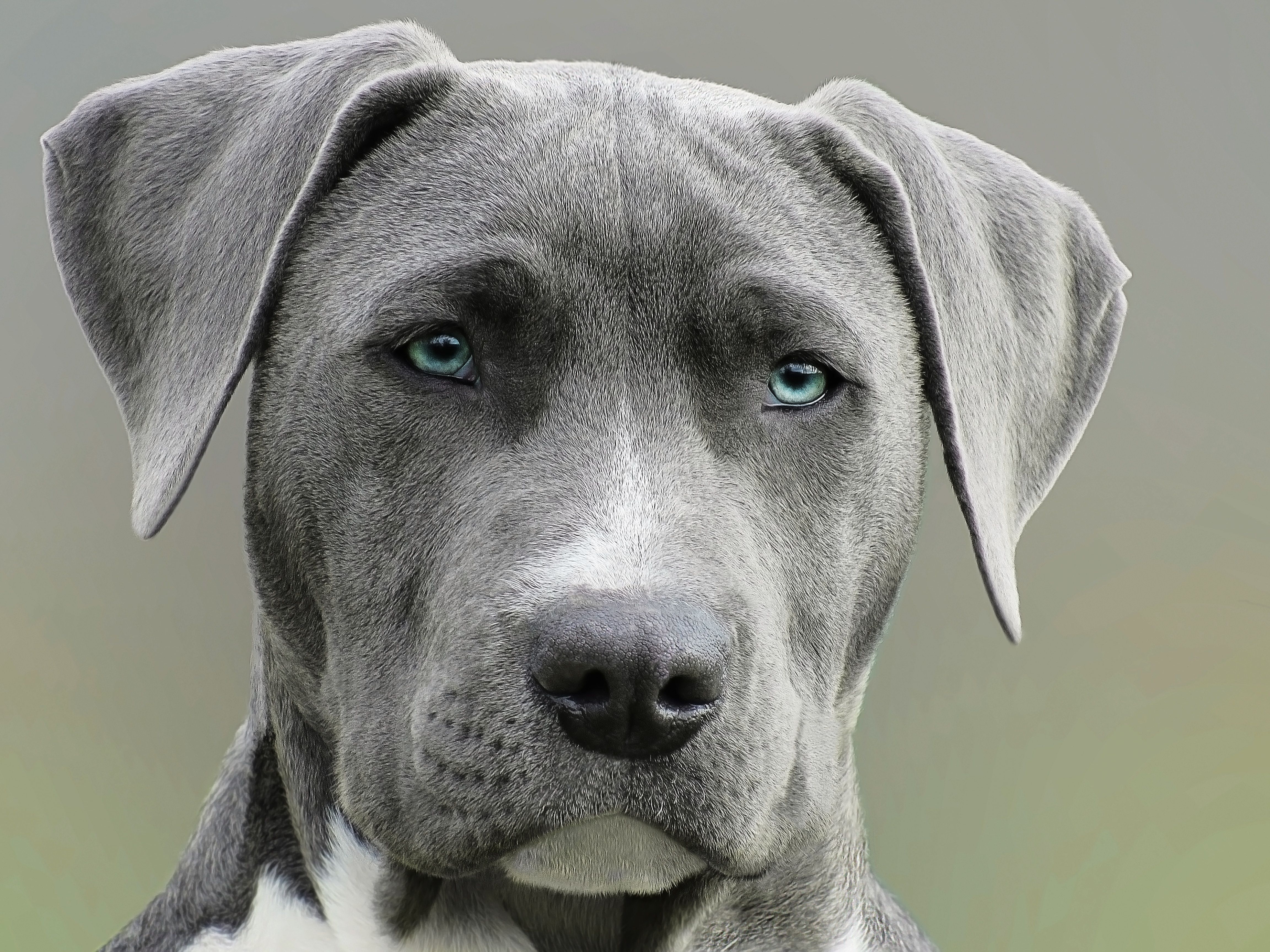 What Airlines Require for Weather Before Accepting Pet Cargo