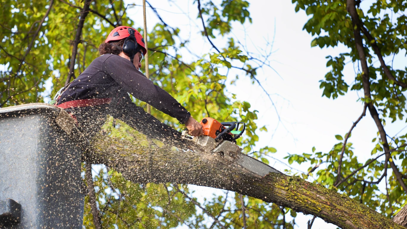 Tree Trimming service from First Class Tree Trimming & landscaping in Amarillo Tx