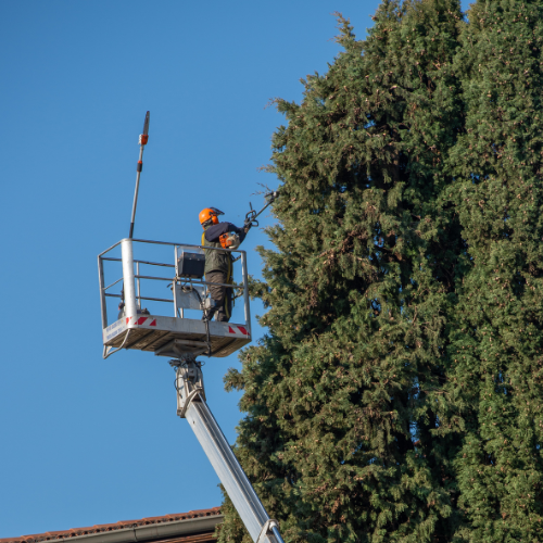 Tree Trimming service from First Class Tree Trimming & landscaping in Amarillo Tx