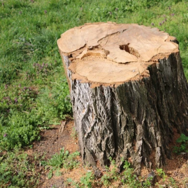 Amarillo Stump Removal from First Class Tree Trimming & landscaping in Amarillo Tx
