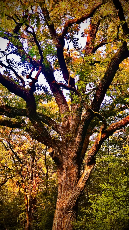 Oak Tree for First Class tree and landscaping in Amarillo Tx 