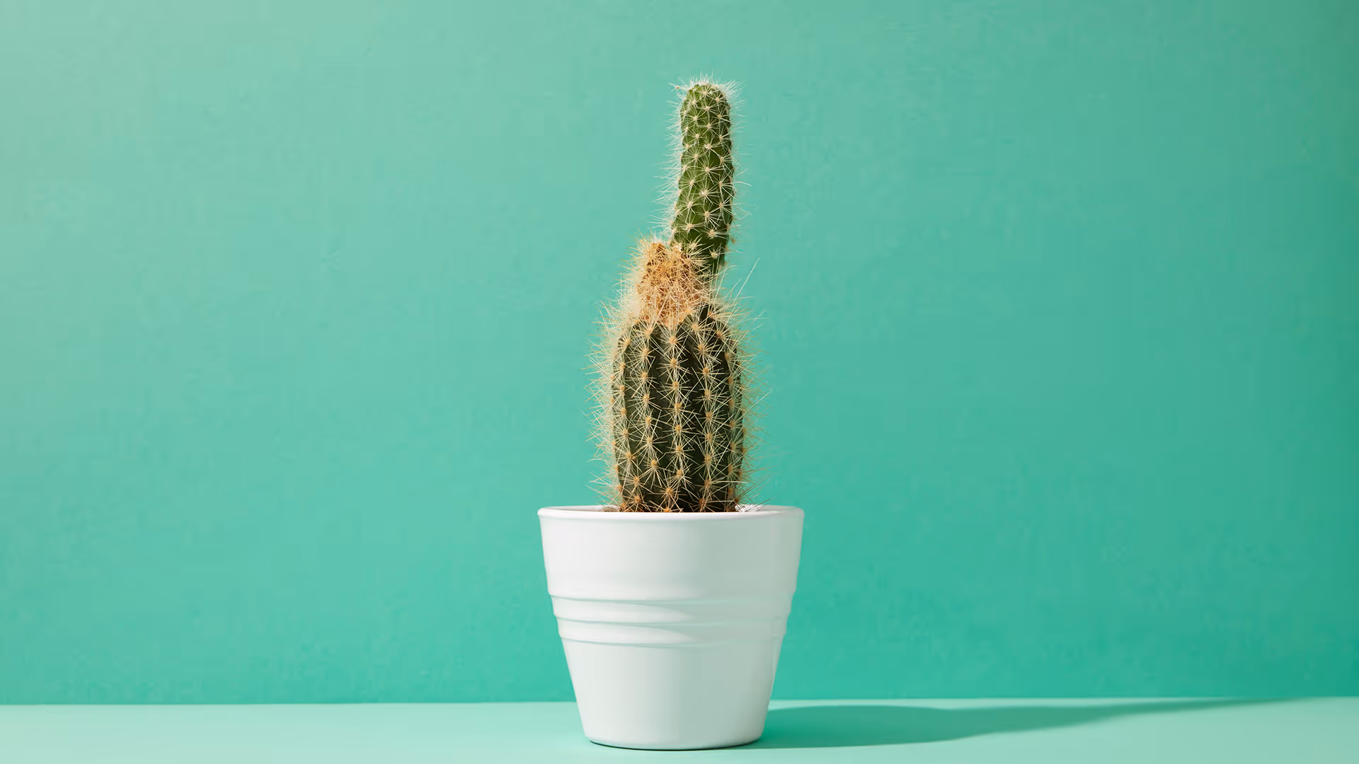 Find healthier ways to cope with overwhelming emotions and begin building a life that feels safer.