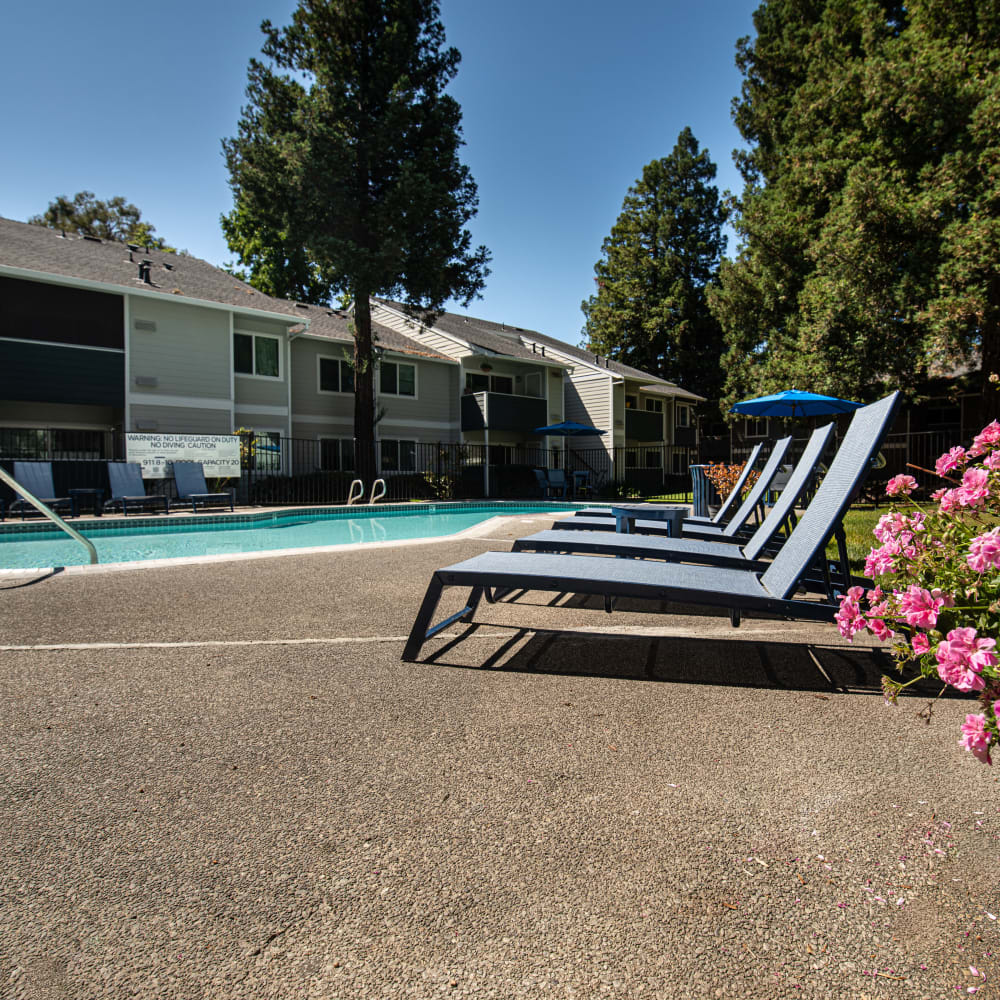Swimming pool with lounge chars and flower bush