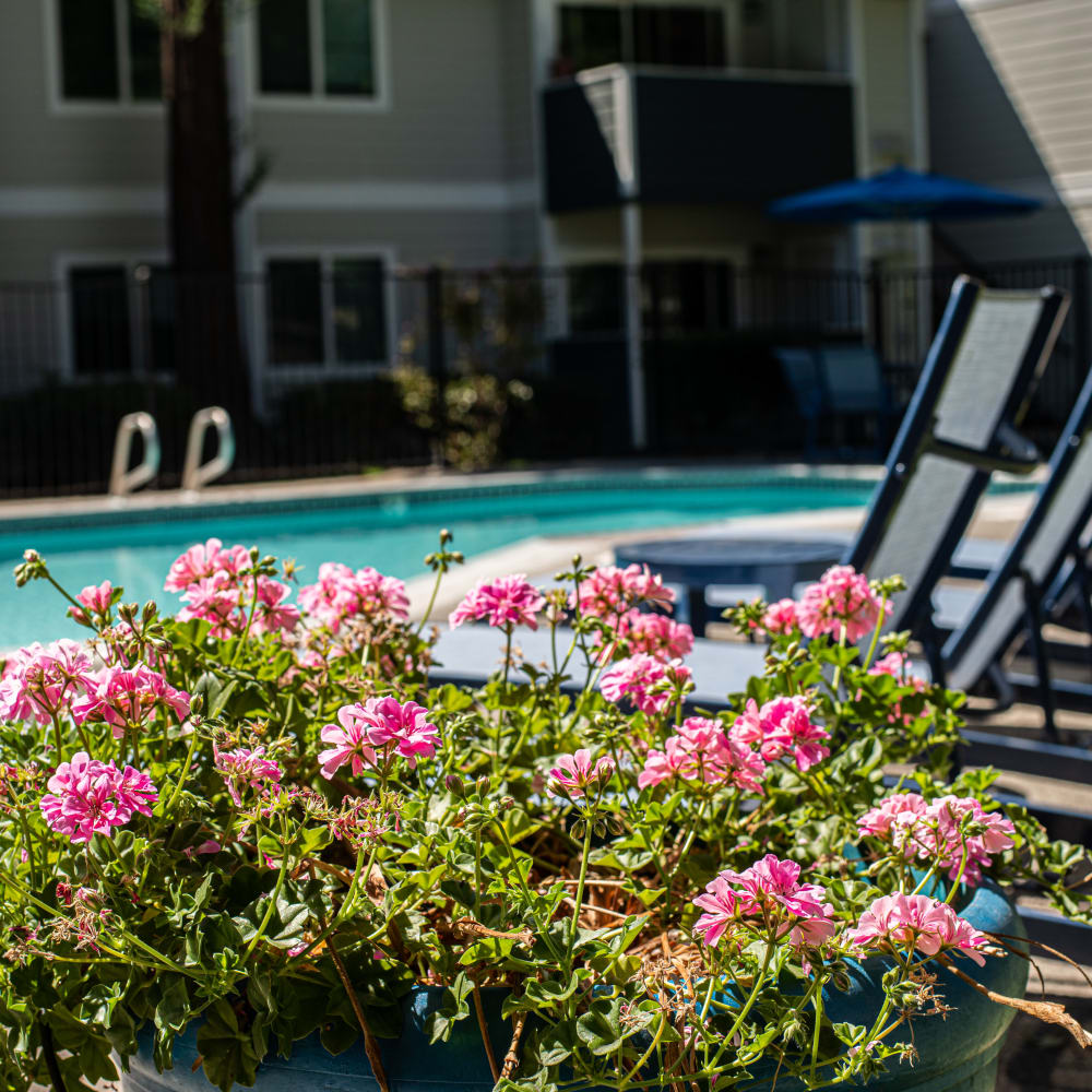 Swimming pool with lounge chairs and flower bush