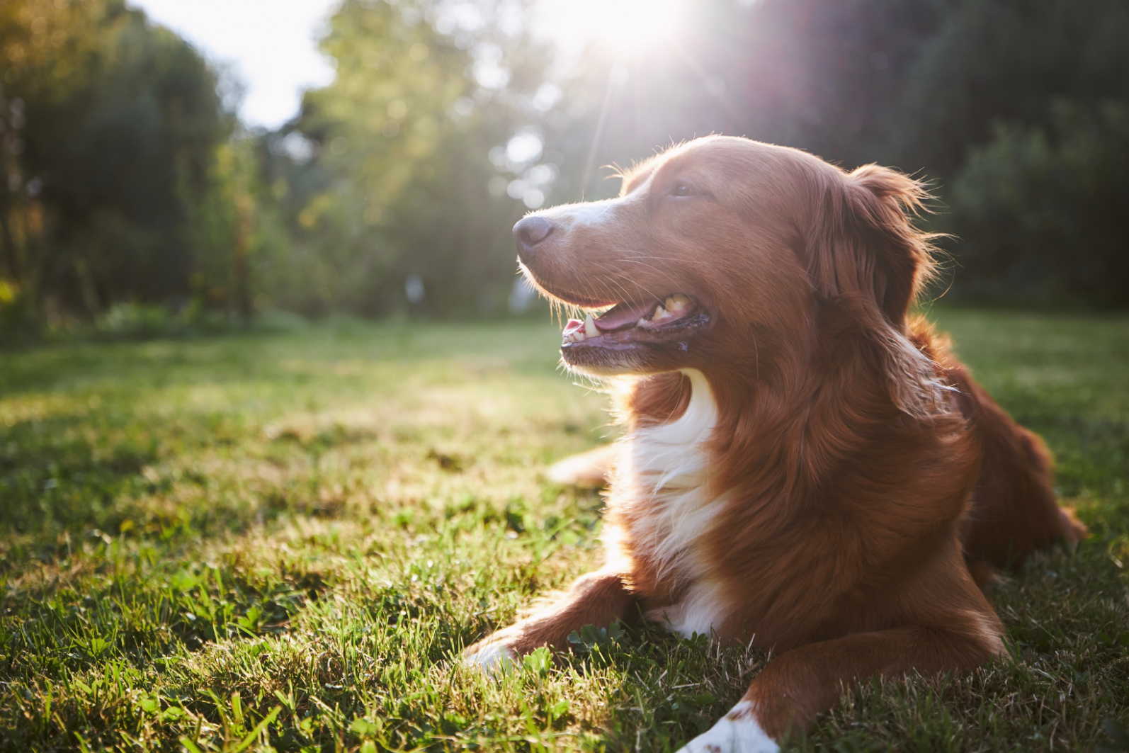 Dog stock image