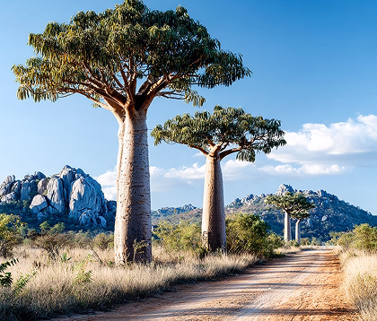 Dirt road lined with baobab trees under a blue sky with rocky hills in the background.