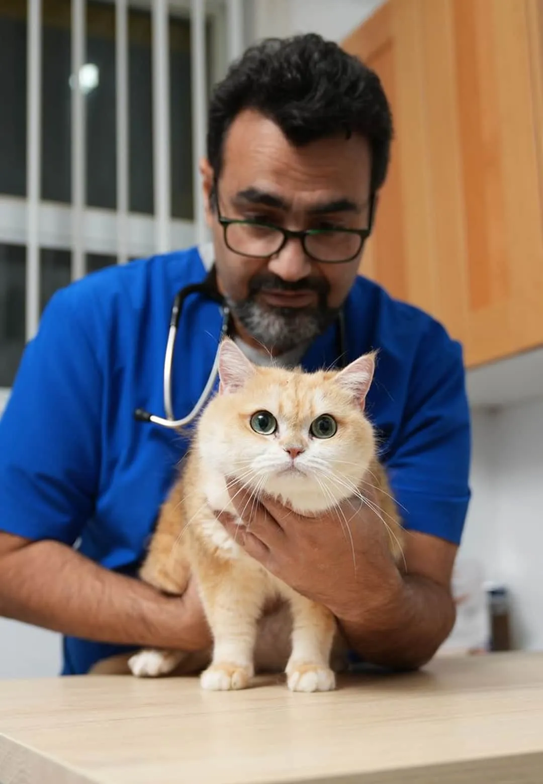 Veterinarian in blue scrubs holding a light orange cat on an exam table in a clinic.