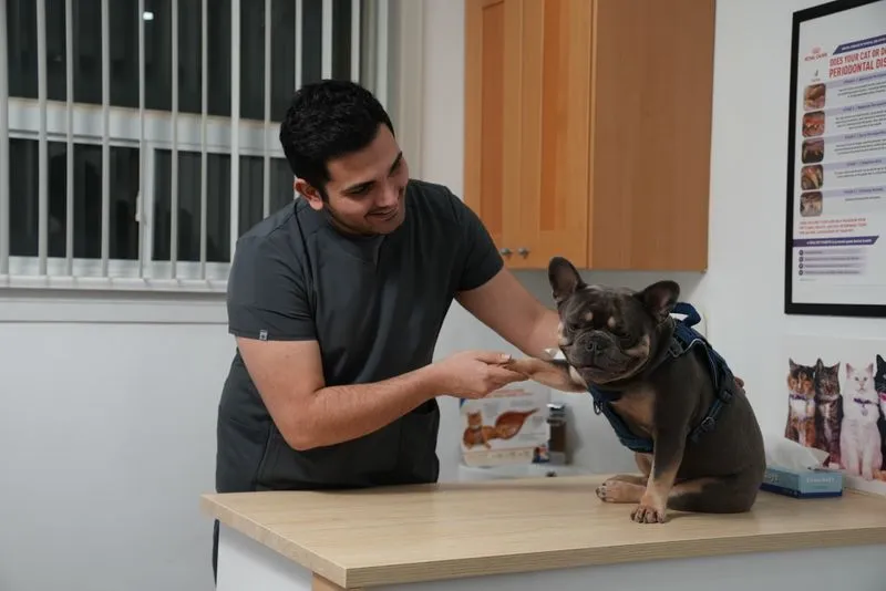 A TVS Animal Hospitals team member holding the paw of a French bulldog on the exam table.