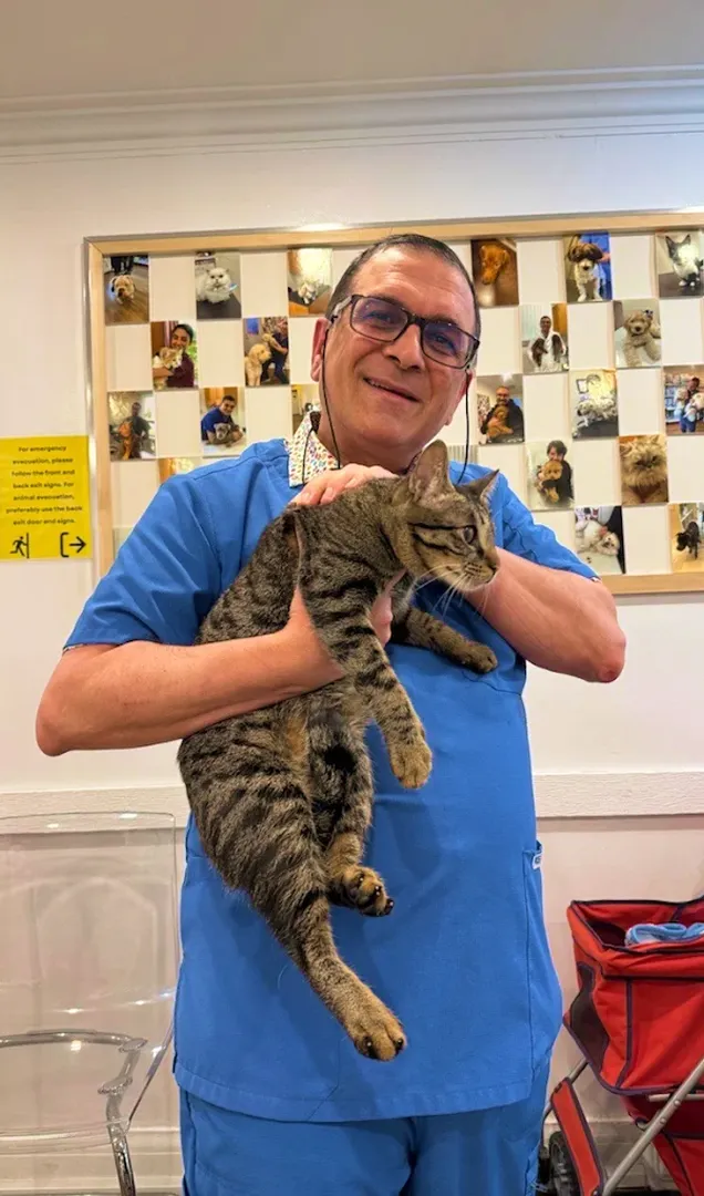 A TVS Animal Hospitals team member holding a tabby cat in front of the clinic's wall of patient photos.