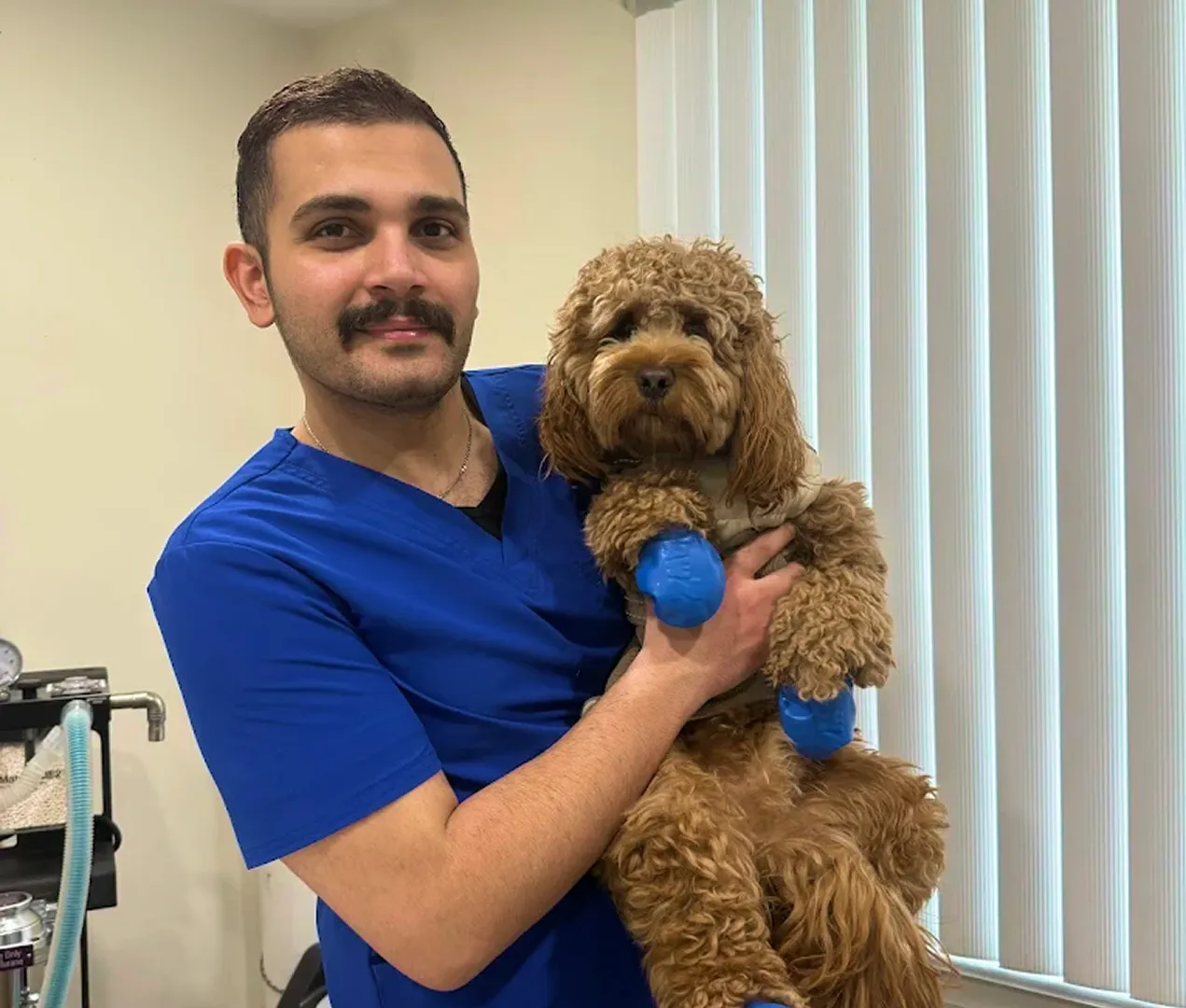 A TVS Animal Hospitals team member holding a brown cockapoo with bandaged paws.