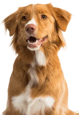 A Nova Scotia duck tolling retriever looking towards the camera.