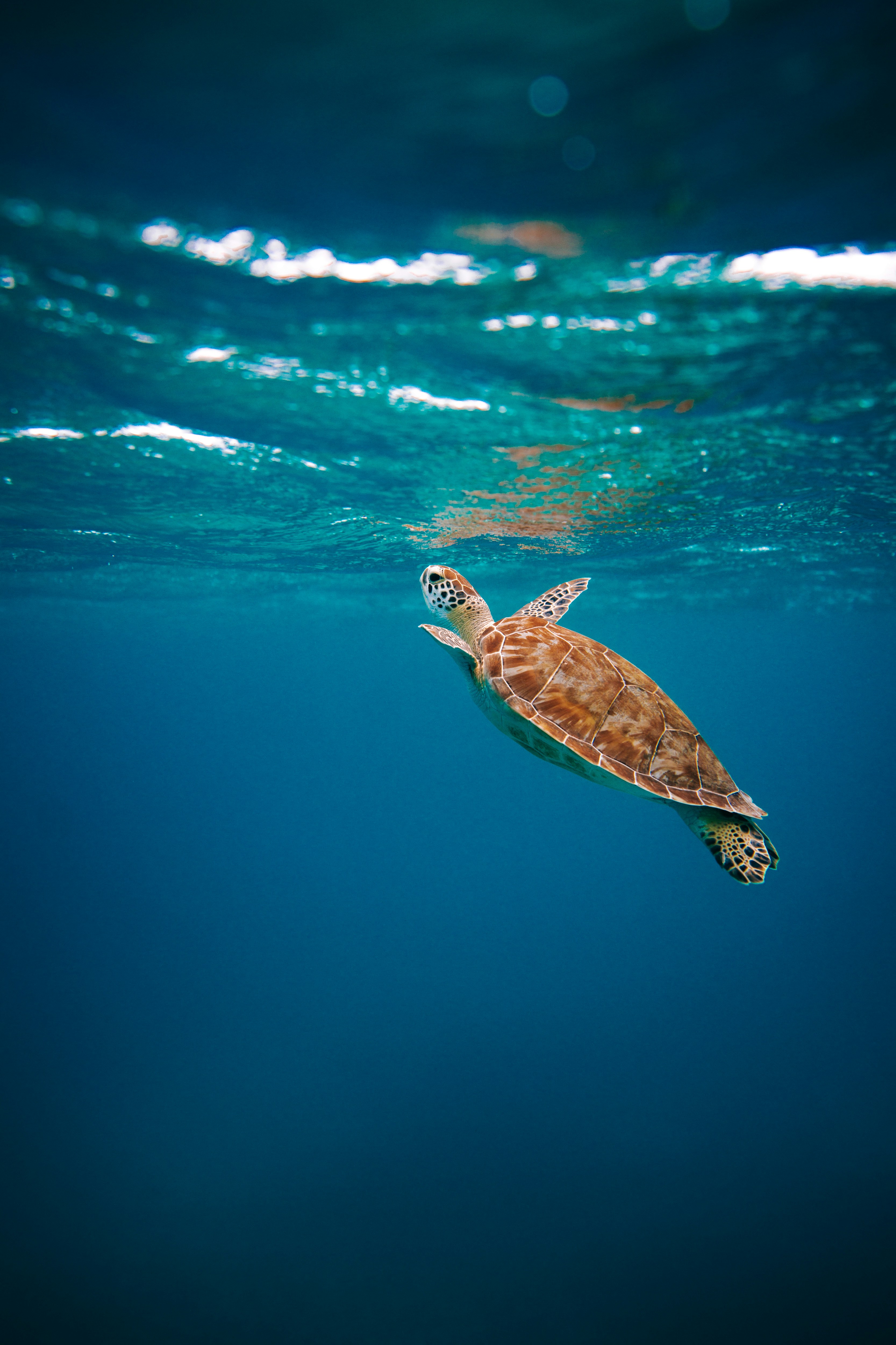 Sea turtle swimming upward just below the ocean surface with light reflections on water.