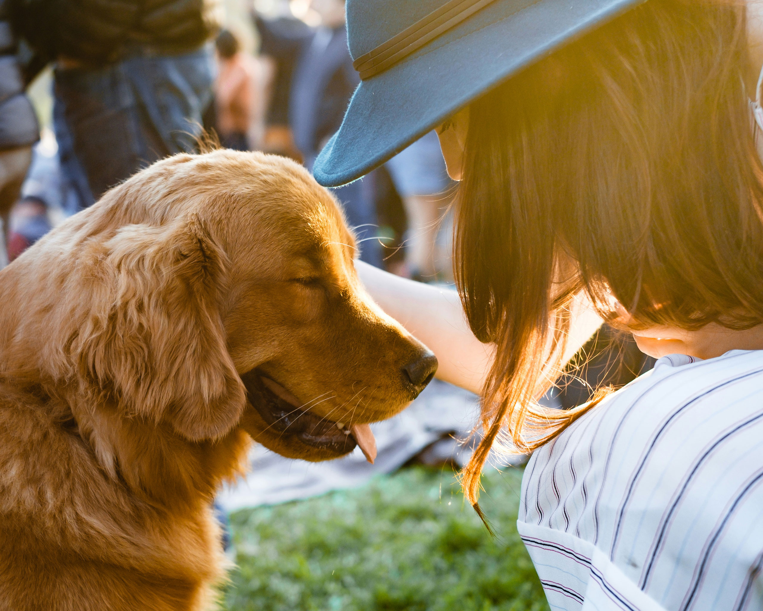 Golden retriever with eyes closed being petted by a person wearing a hat in an outdoor setting with grass and blurred background people.