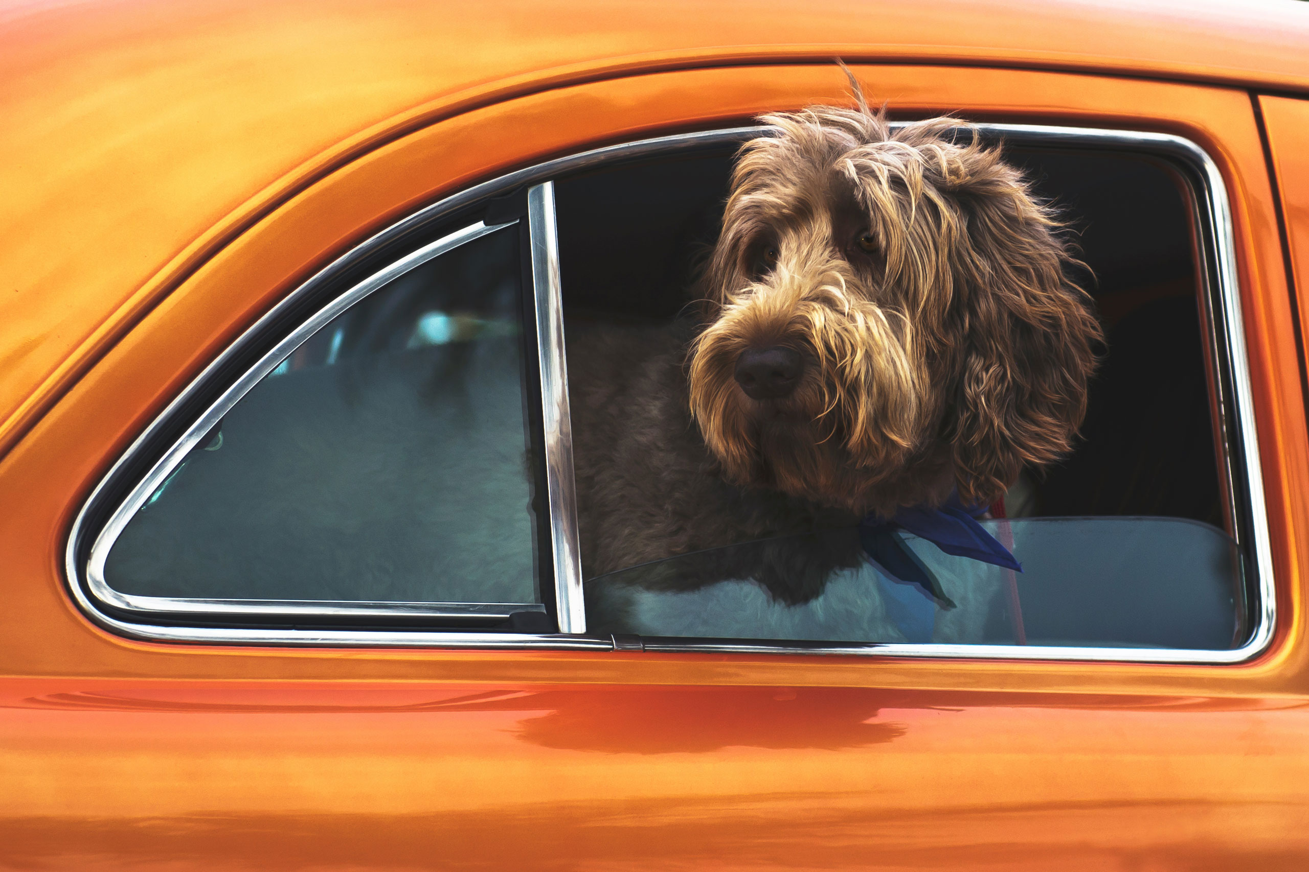 A shaggy brown dog with a blue bandana looking out the open window of an orange car.