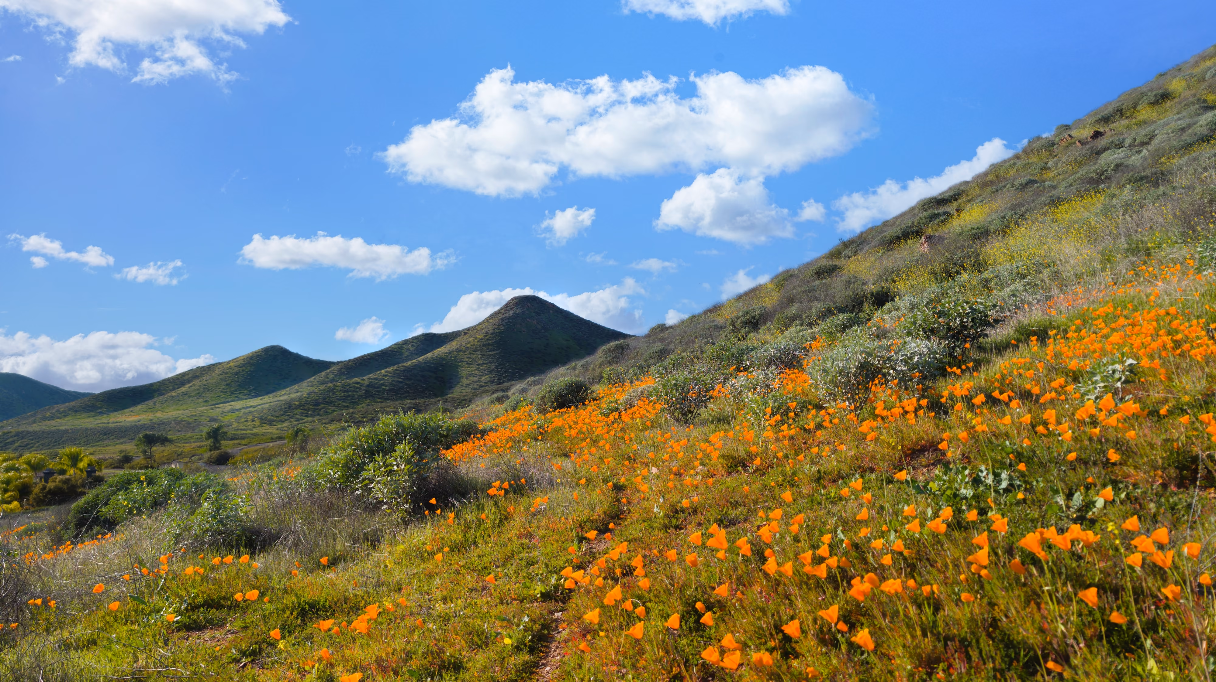 Field of poppys stock image