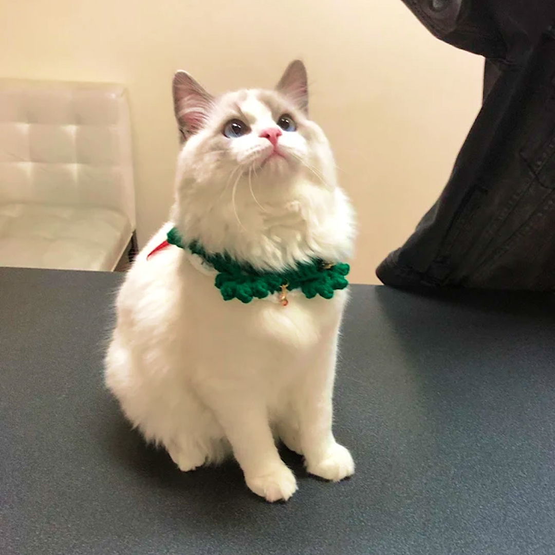 Ragdoll Cat With Green Collar