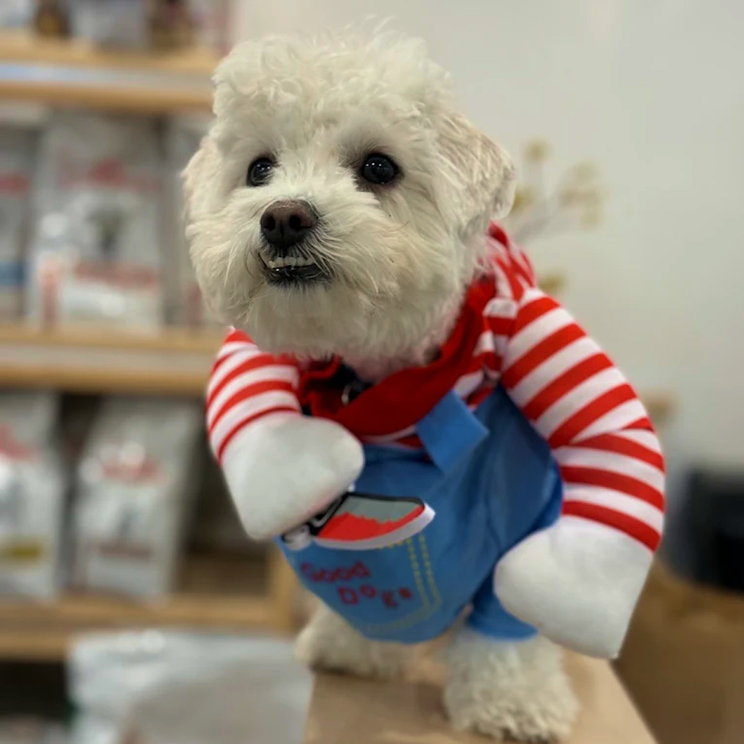 Dog in Good Dog Costume
