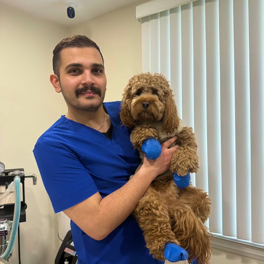Vet Holding Cavapoo in Booties