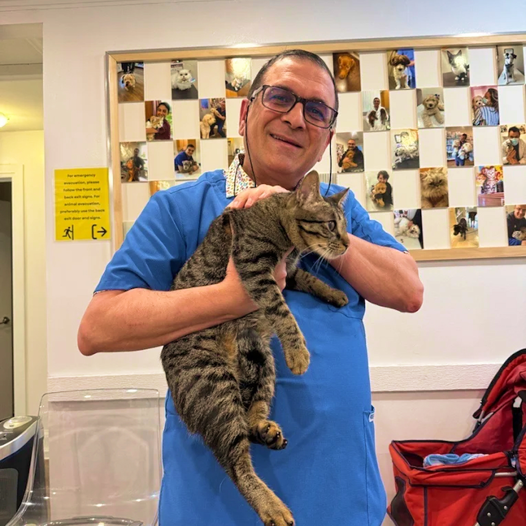 Veterinarian Holding Tabby Cat
